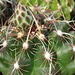 DSC00026Thelocactus bicolor ssp. commodus MK 133.419