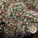 DSC00252Mammillaria marcosii