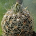 DSC00507Coryphantha echinus Val Verde