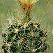 DSC00556Thelocactus setispinus var. setaceus