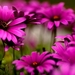 40-beautiful-flower-wallpapers-for-your-desktop-mobile-and-tablet