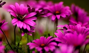 40-beautiful-flower-wallpapers-for-your-desktop-mobile-and-tablet