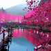 87889-travel-reflection-flower-hanami-cherry_blossom-1280x800