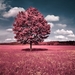 242359-selective_coloring-trees-grass-sky-clouds