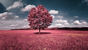 242359-selective_coloring-trees-grass-sky-clouds