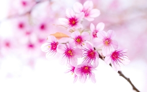 428883-cherry-blossom-wallpapers-for-mac-free