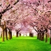 784251_cherry-wallpapers_1600x1200_h