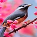 5697956-sparrow-wallpapers