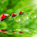 Ladybugs_Drops_Three_3_483332