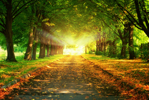 trees-sunset-leaves-road