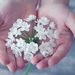 flower-flowers-small-flowers-white-161561