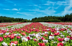 poppy-field-of-poppies-flower-flowers-80453