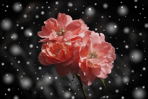 rose-flower-flowers-plant-40660