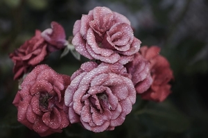rose-flower-pink-floral-39476