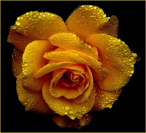 rose-roses-blossom-bloom-54620