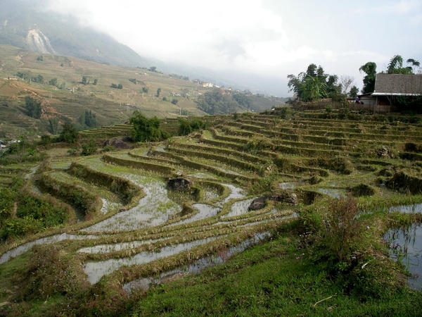 Lao Cai ,terrasen voor rijst teelt
