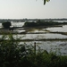 Zuid Vietnam , rijstvelden