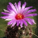 DSC00757Thelocactus bicolor