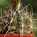 DSC00758Thelocactus bicolor