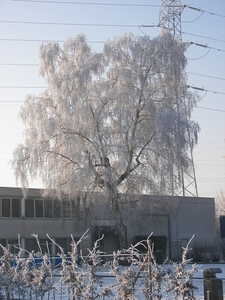 winter 2009 044
