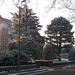 winter 2009 021