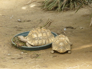 schildpadjes 2