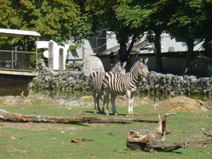 zebrapaardje