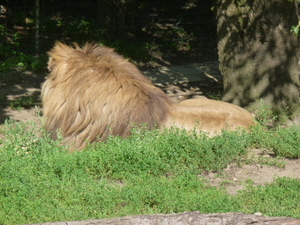 vrouwtje leeuw