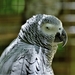 african-grey-parrot-4424746_1280