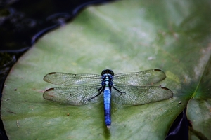 dragonfly-4473030_1280