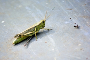 grasshopper-4475236_1280