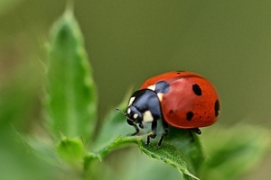 ladybug-4461314_1280