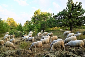 sheeps-4456410_1280
