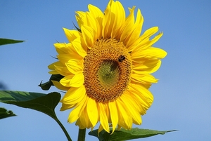 sunflower-4456402_1280
