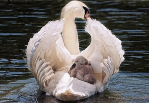 swan-4208564_1280