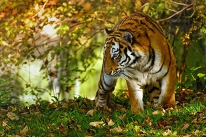 tiger-4429384_1280