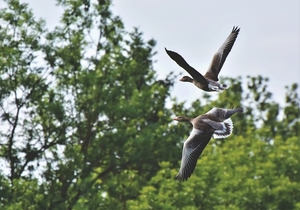 wild-geese-4477448_1280