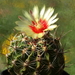 DSC02151Hamatocactus setispinus