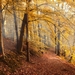autumn-forest-4561344_1280
