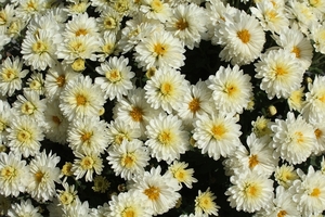 chrysanthemum-4555266_1280