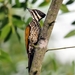 flame-back-woodpecker-female-4556048_1280