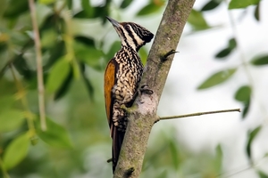 flame-back-woodpecker-female-4556048_1280
