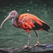 ibis-4545853_1280