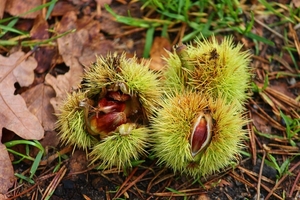 sweet-chestnuts-4547013_1280