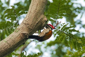 flame-back-woodpecker-male-4561483_1280