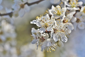 plum-blossom-4540838_1280