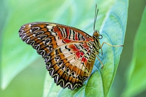 red-lacewing-4507172_1280