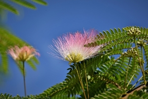 silk-tree-4556258_1280