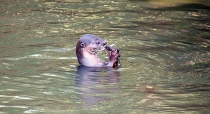 otter-feeding-on-fish-4554223_960_720
