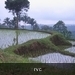 rijstvelden in java
